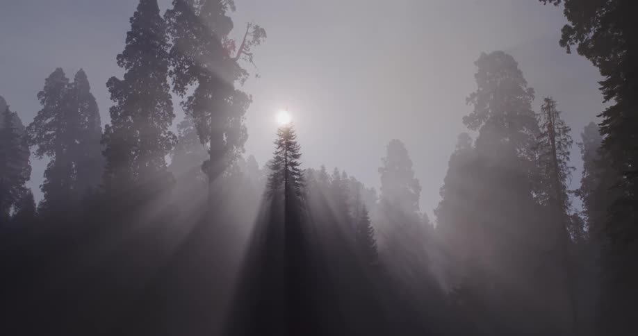 The camera tilts up from a dark, reflective lake to reveal stunning sunlight beaming through a foggy sequoia forest