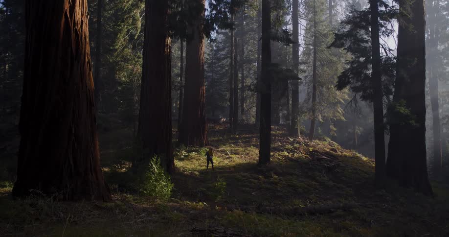 A solitary hiker walks through a misty, sunlit redwood forest, dwarfed by the giant trees