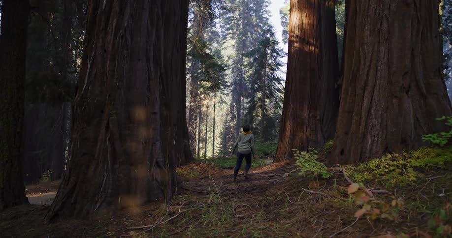 An adventurous woman gazes up in wonder at the giant sequoia trees while hiking through a sunlit forest
