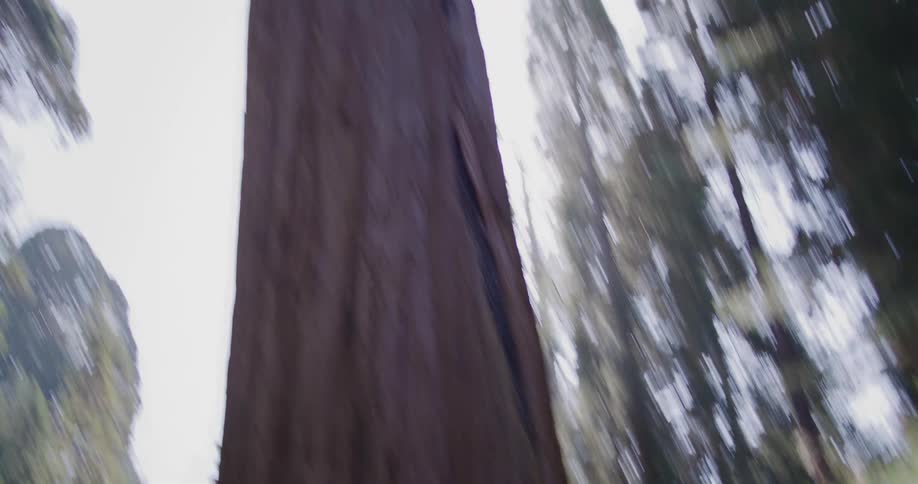 A woman looks up in awe at a giant sequoia tree as the camera tilts up from the forest floor to the canopy