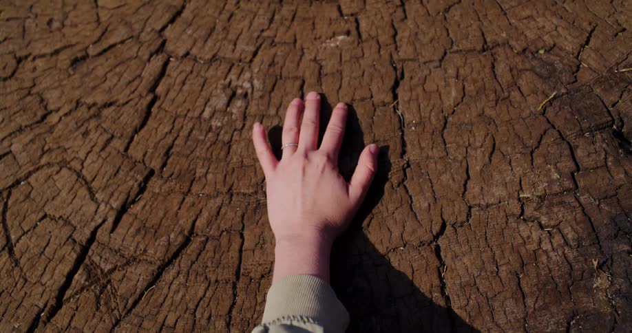 A hand rests gently on the weathered, cracked surface of an old tree stump, feeling its history and texture