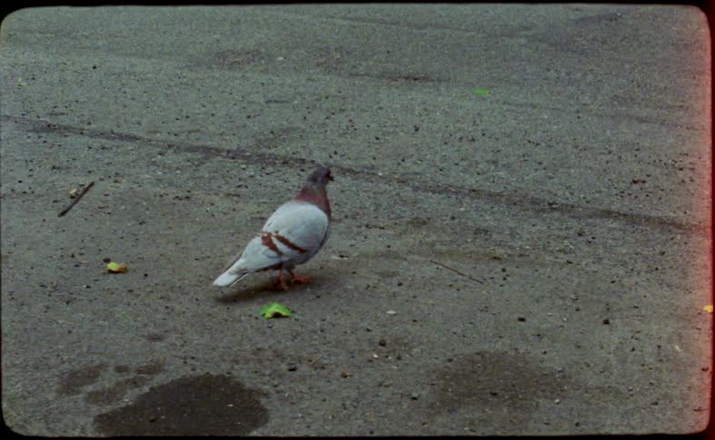 Vintage Super 8 film footage follows a lone pigeon walking on a city street before it takes flight