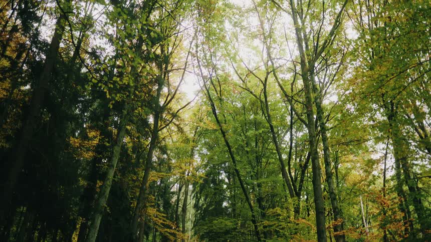 A slow, upward tilting view of a dense, beautiful forest with green and yellow leaves during the autumn season