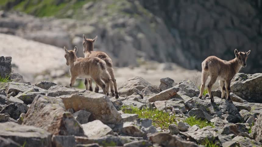 Three young Alpine ibex kids curiously stand on a rocky mountain slope in the bright sun, with one turning to look at the camera
