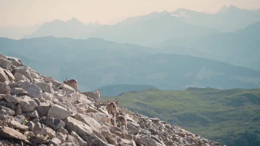 A herd of mountain ibexes with their young cautiously climbs a rocky alpine slope with a vast mountain range in the background
