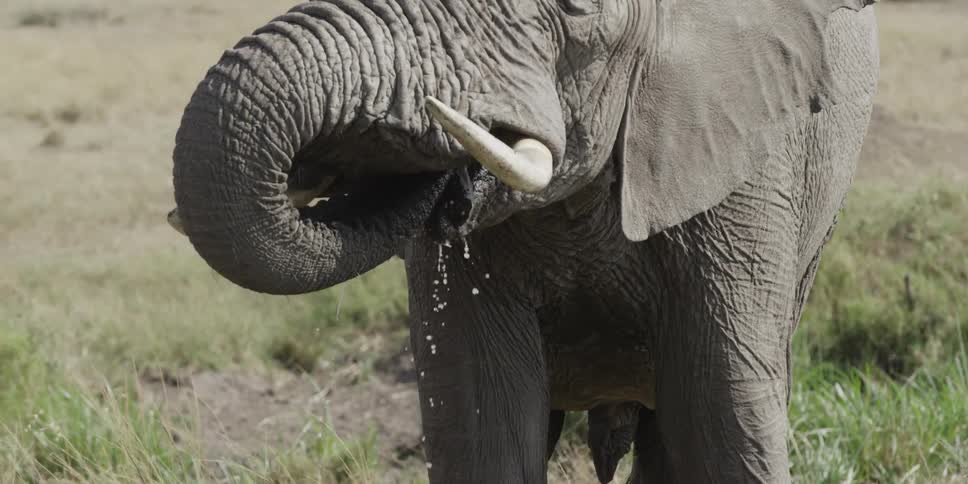 Elephant raises a trunk full of water to its mouth