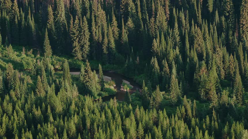 A high-angle view shows a tranquil river winding its way through a dense evergreen forest