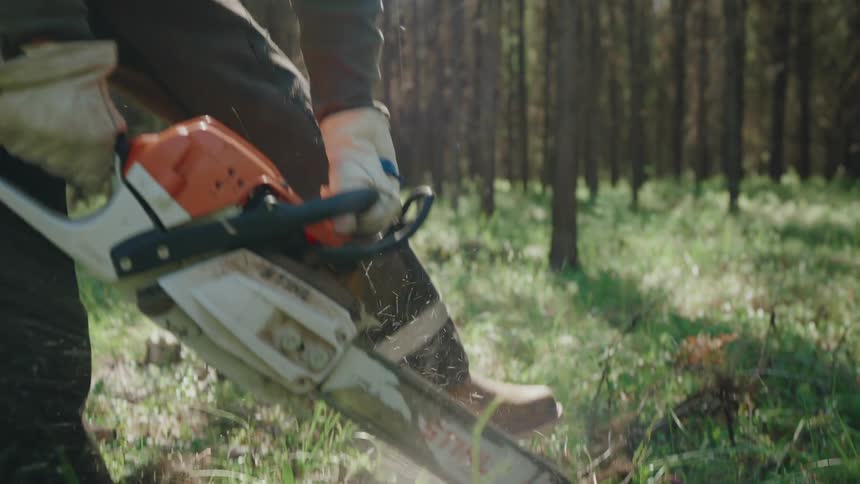 A female logger in protective gear cuts through a fallen log with a chainsaw in a sunny forest