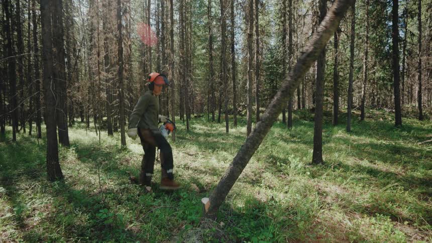 A female logger in full safety gear pushes over a freshly cut tree, which falls in slow motion through a sunlit forest