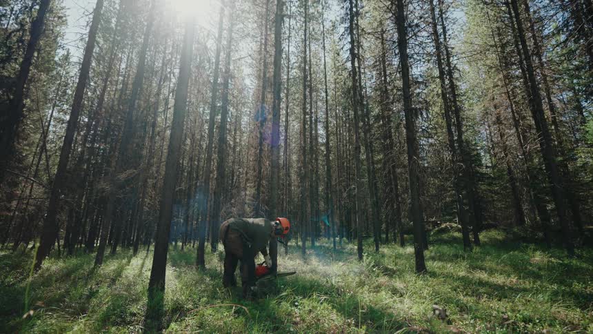 A logger in full safety gear starts a smoking chainsaw in a sunlit pine forest