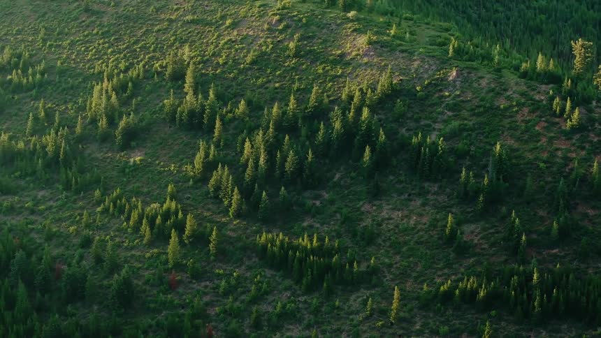 A time-lapse of sunlight and shadows moving across a dense evergreen forest on a green hillside