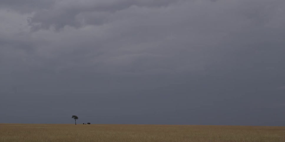 Elephants near lonely tree in the yellow plains of a savannah under grey storm clouds