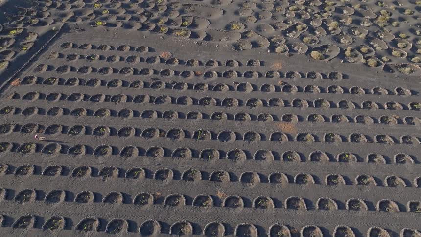 An aerial drone shot flies over the unique La Geria vineyards in Lanzarote, slowly revealing the volcanic landscape and patterned pits where grapevines grow