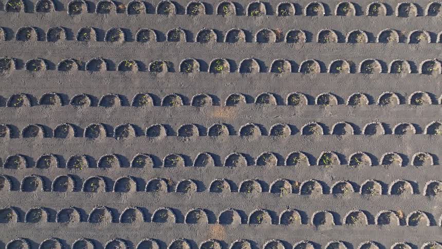 An awe-inspiring top-down aerial shot zooms out to reveal the mesmerizing patterns of a unique volcanic vineyard in La Geria, Lanzarote
