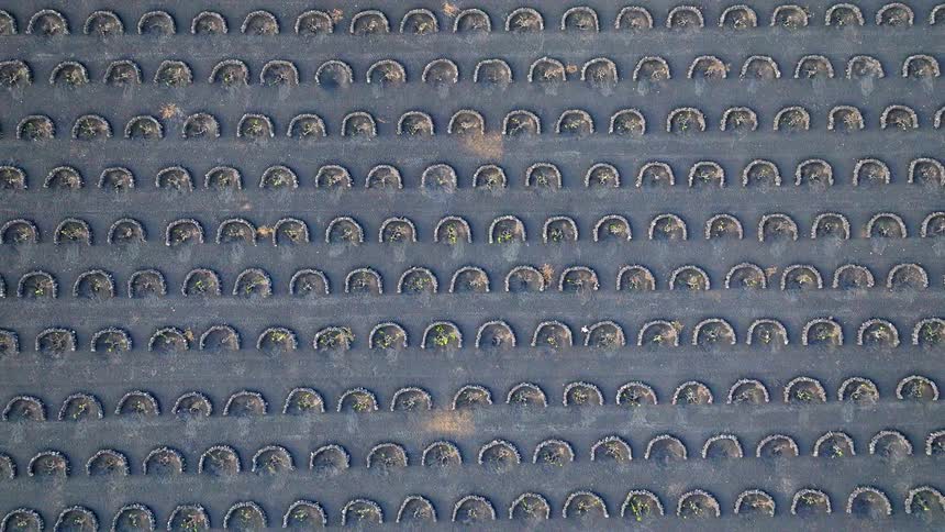 A mesmerizing top-down aerial view shows a lone person walking through the unique, geometric patterns of a volcanic vineyard