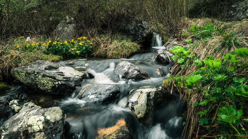 A serene time-lapse reveals a mountain stream cascading over rocks through a verdant forest floor dotted with yellow wildflowers
