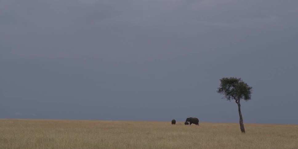Elephants near a lone tree in the savanna