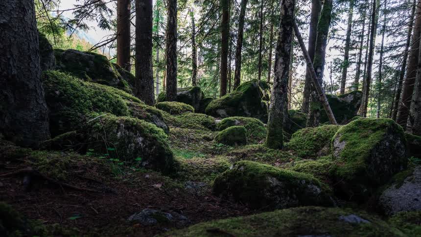 A peaceful time-lapse captures the changing light as shadows dance across a lush, mossy forest floor