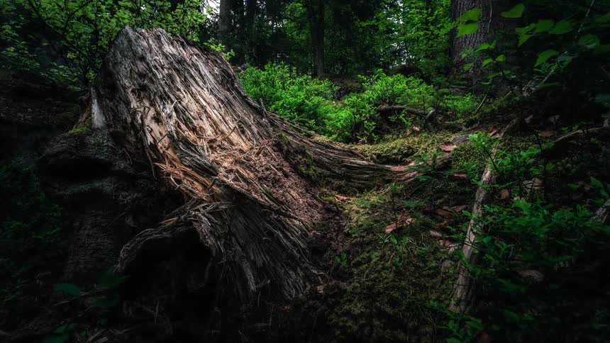A slow pullback timelapse shot reveals a decomposing tree stump surrounded by lush green moss and foliage in a dense forest