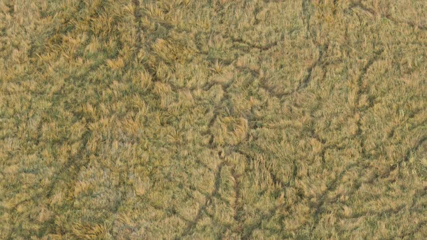 A serene top-down aerial view of a vast, golden-green grassland with intricate animal trails weaving through the landscape