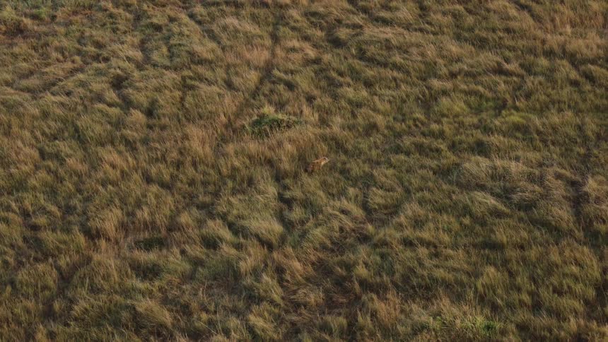 A lone hyena prowls through a vast, grassy savanna, seen from a high aerial perspective