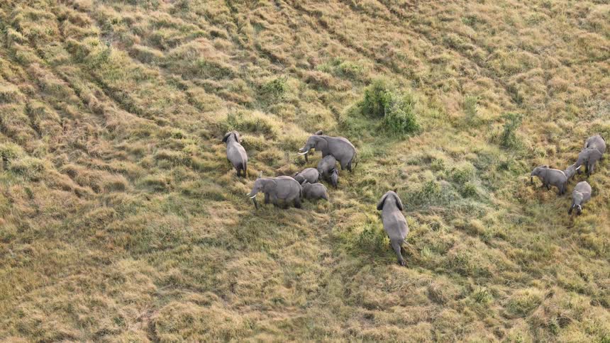 An aerial view shows a herd of elephants, including several calves, grazing together on the grassy plains of the savanna