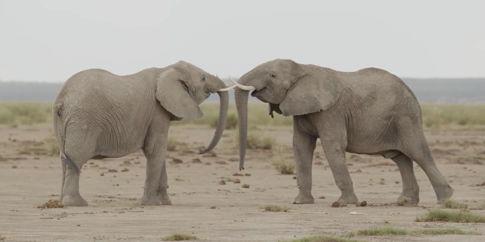 Two elephants face each other and touch each others trunk