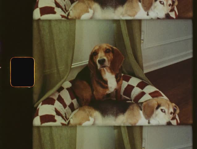 A vintage 8mm film scan shows two cute beagle dogs cuddling together in their checkered dog bed