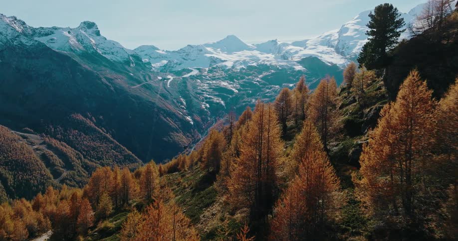 An aerial flight over a vibrant orange alpine forest in autumn with a glacier and snow-capped mountains in the distance