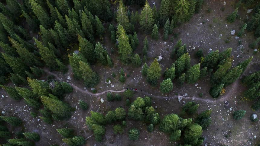 A trail below is surrounded by pine trees