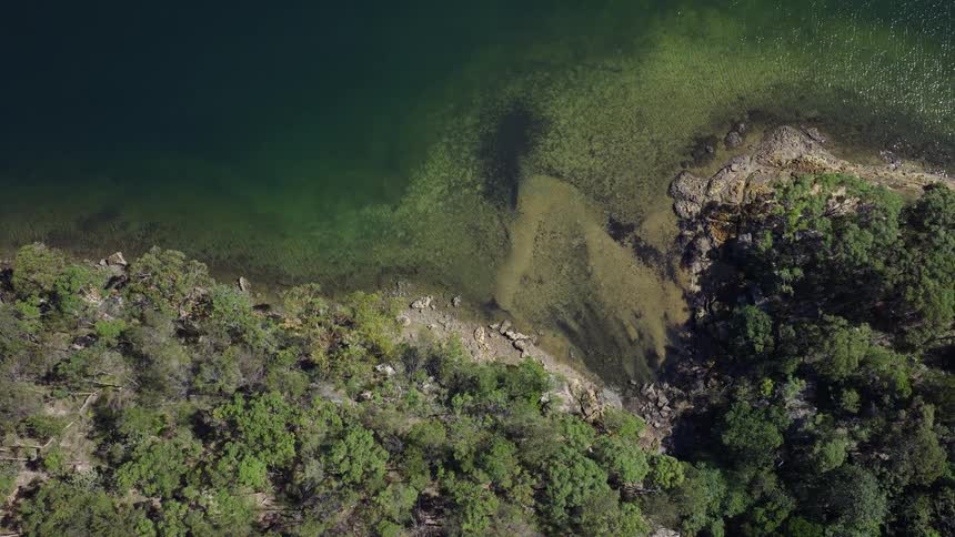 Ascending aerial top-down view of a beautiful shoreline with emerald green water and a lush forest