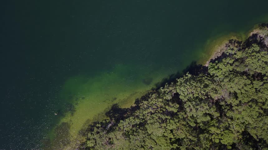 A serene top-down aerial view shows a lone swimmer in the clear green shallows of a lake bordered by a lush, dense forest