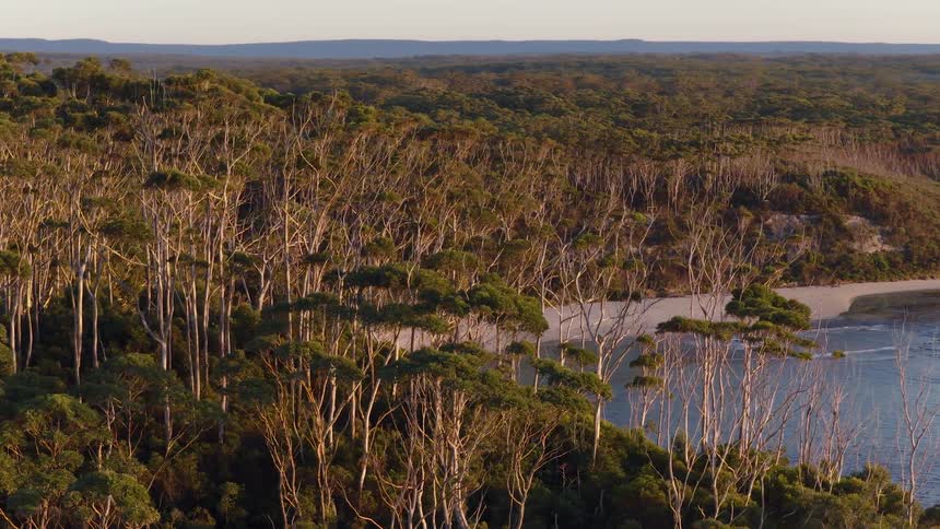 Static landscape view of a vast, dense coastal forest of eucalyptus trees bordering a serene beach during golden hour
