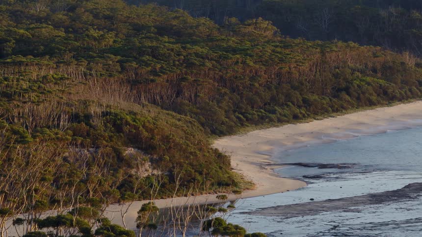 Golden hour light illuminates a dense, lush forest bordering a tranquil, sandy beach and calm ocean waters