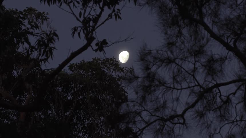 A time-lapse captures the moon rising through the silhouetted branches of trees against a dark night sky