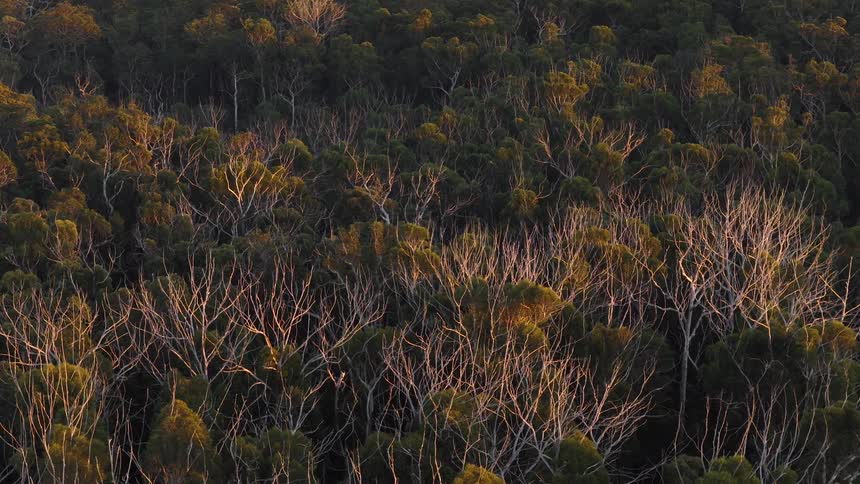Warm sunset light bathes the tops of a dense Australian forest, with a mix of green and bare trees
