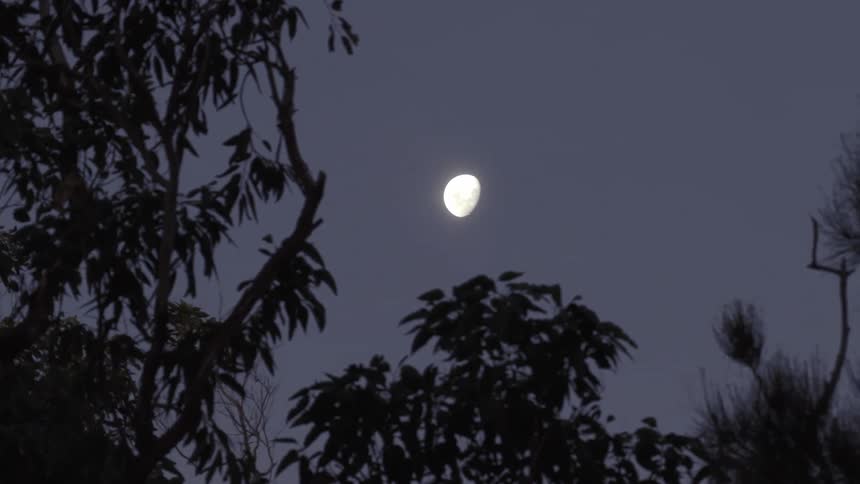 The bright moon is slowly revealed from behind the silhouetted branches of a tree in the dark night sky