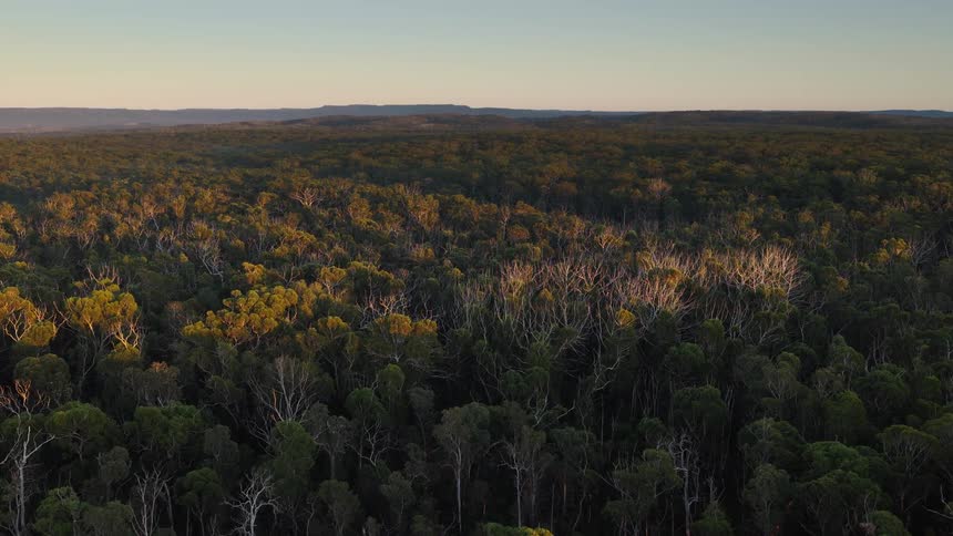 A static aerial view of a vast, dense forest of gum trees in the Australian bush at golden hour