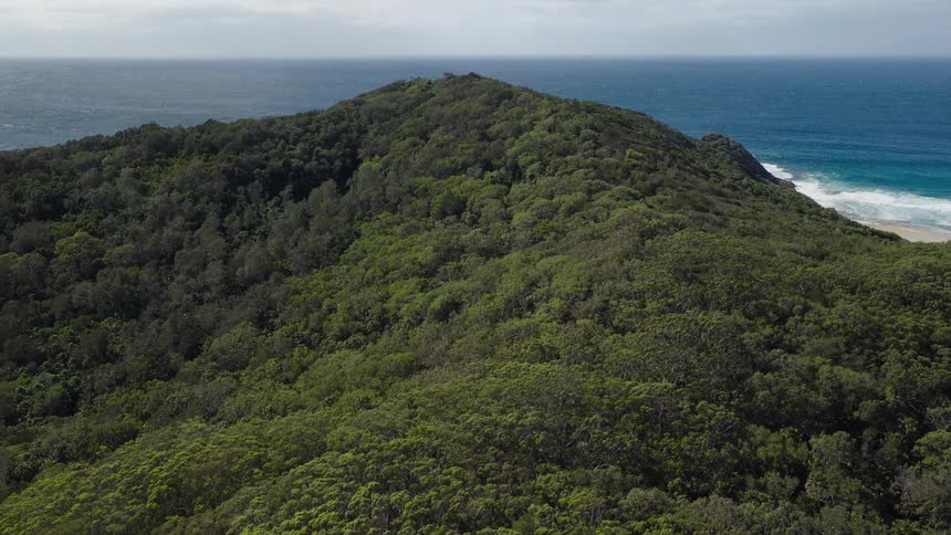 A majestic aerial shot showcases a dense, green coastal forest with the vast ocean stretching to the horizon