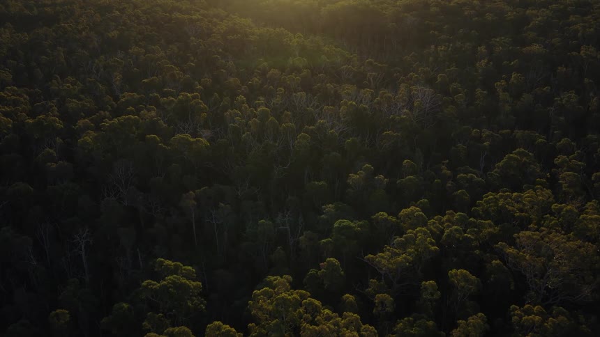 A static aerial view of a dense, dark green forest with golden sunlight hitting the treetops at sunrise
