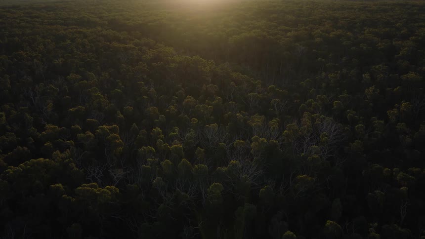 A slow aerial pull-back reveals a vast forest landscape illuminated by the golden light of the rising sun