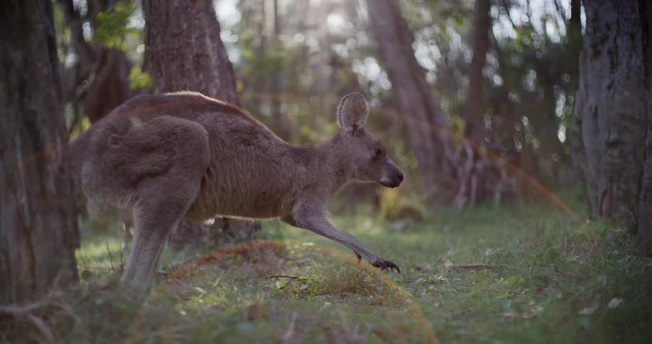 An Australian kangaroo peacefully forages for food in a tranquil, sunlit forest with a cinematic lens flare