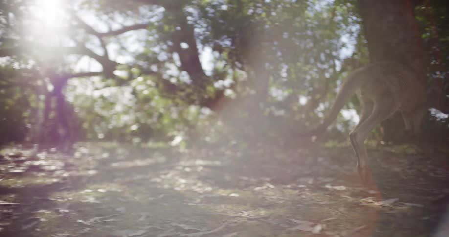 A kangaroo gracefully hops in slow motion through a sun-dappled Australian forest