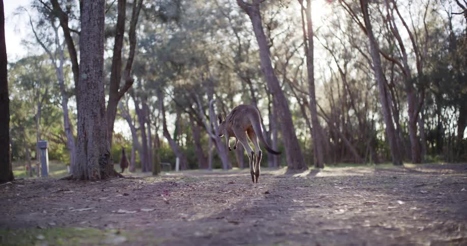 A kangaroo hops away into a sunlit Australian forest in a majestic slow-motion tracking shot