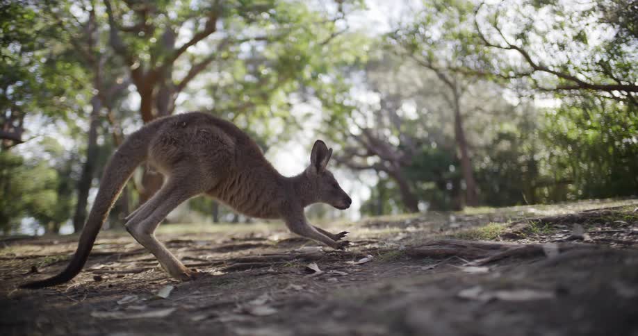 A slow-motion close-up captures a kangaroo foraging for food on the ground in a sunlit Australian forest