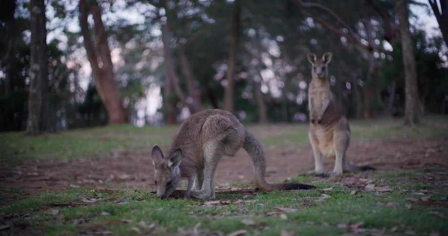 A kangaroo grazes on grass in a forest while another stands watch in the background at twilight