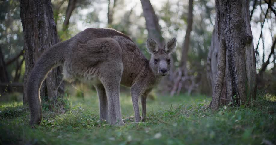 A wild Eastern Grey Kangaroo looks at the camera before slowly hopping away in a sunlit Australian forest