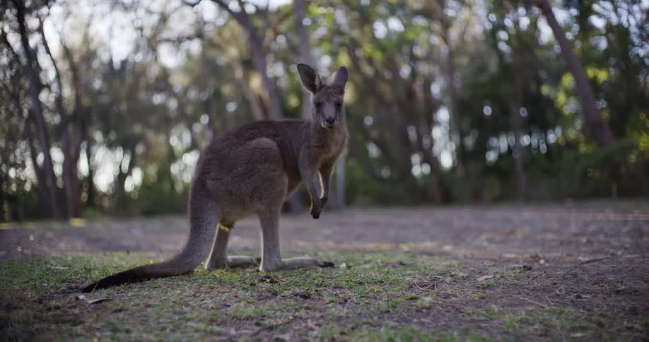 A wild Australian kangaroo stands alert and looks directly into the camera in a sun-dappled forest clearing