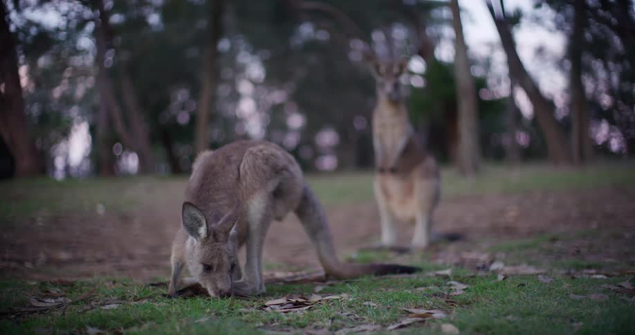 A wild kangaroo eats grass in a peaceful park while another stands watch in the background at dusk