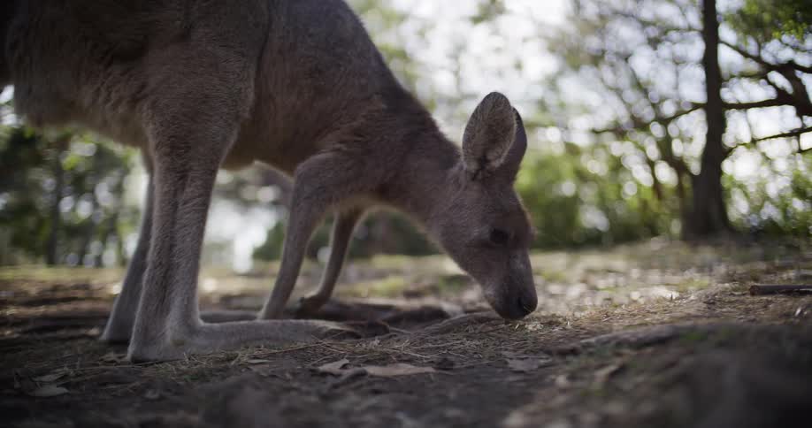 A slow-motion close-up of a kangaroo grazing in a tranquil, sunlit Australian forest
